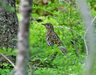 Guldtrast  White's Thrush  Zoothera dauma