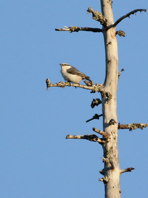 Ntvcka  Eurasian Nuthatch  Sitta europaea  asiatica