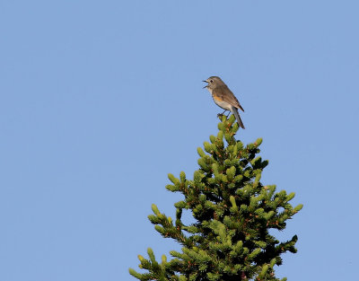 Blstjrt  Red-flanked Bluetail  Tarsiger cyanurus