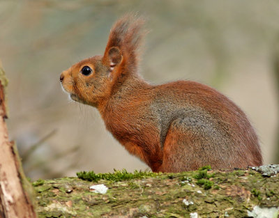 Rd ekorre  Eurasian Red Squirrel  Sciurus vulgaris