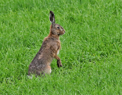 Flthare <br> Brown Hare<br> Lepus europaeus