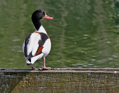 Gravand  Common Shelduck Tadorna tadorna