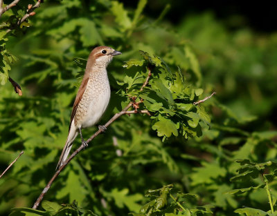 Trnskata  Red-backed Shrike  Lanius collurio