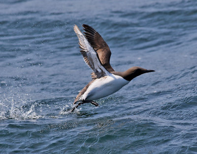 Sillgrissla  Guillemot  Uria aalge