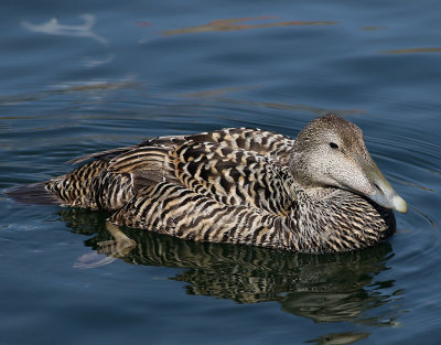 Ejder  Common Eider  Somateria mollissima