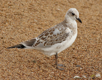 Svarthuvad ms  Mediterranean Gull Ichthyaetus melanocephalus