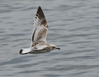 Svarthuvad ms  Mediterranean Gull Ichthyaetus melanocephalus