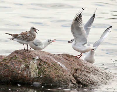 Svarthuvad ms  Mediterranean Gull Ichthyaetus melanocephalus