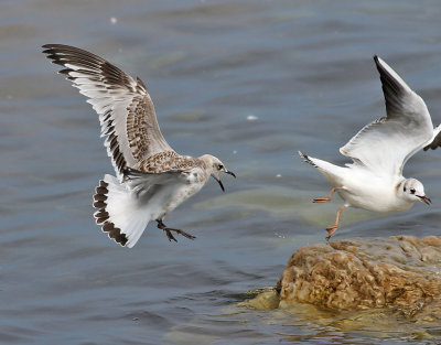 Svarthuvad ms  Mediterranean Gull Ichthyaetus melanocephalus