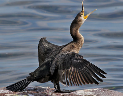 Storskarv <br> Great Cormorant<br> Phalacrocorax carbo