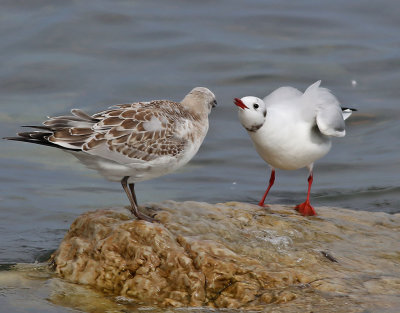 Svarthuvad ms  Mediterranean Gull Ichthyaetus melanocephalus