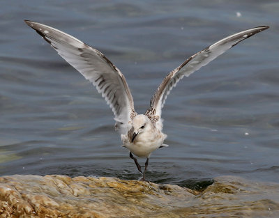 Svarthuvad ms  Mediterranean Gull Ichthyaetus melanocephalus