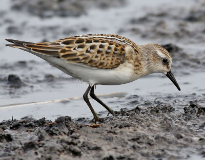 Smsnppa  Little Stint Calidris minuta