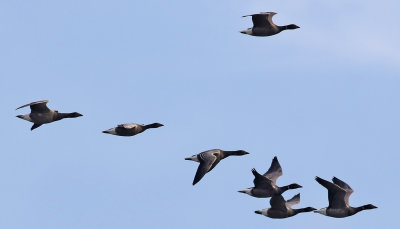 Prutgs  Brent Goose Branta bernicla