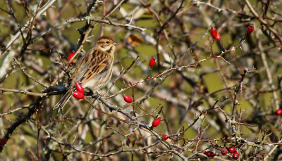 SvsparvCommon Reed Bunting (Reed Bunting) Emberiza schoeniclus