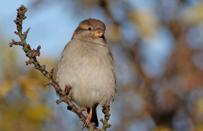 Grsparv  House Sparrow Passer domesticus