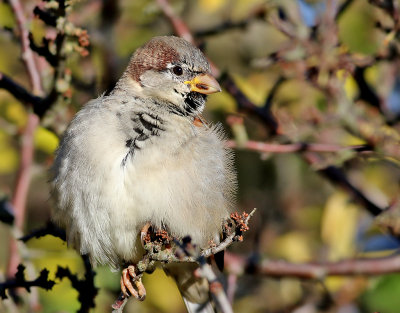 Grsparv  House Sparrow Passer domesticus