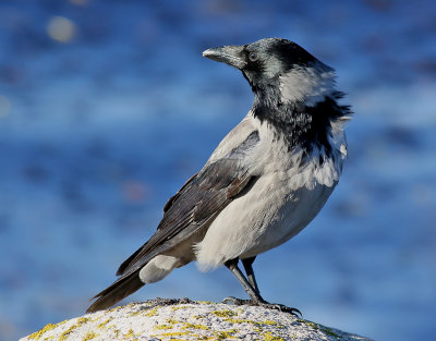 Grkrka <br> Hooded Crow<br> Corvus cornix