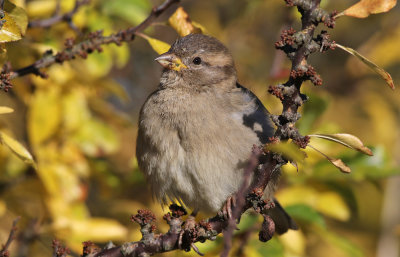 Grsparv  House Sparrow Passer domesticus