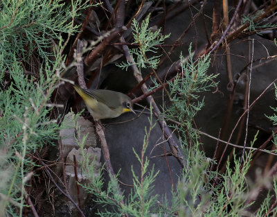Gulhake Common Yellowthroat Geothlypis trichas