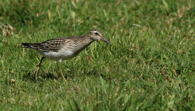 Tuvsnppa   Pectoral Sandpiper  Calidris melanotos