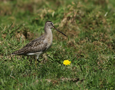 Mindre beckasinsnppa  Short-billed dowitcher  Limnodromus griseus