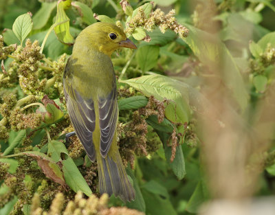 Scharlakanstangara  Scarlet Tanager  Piranga olivacea