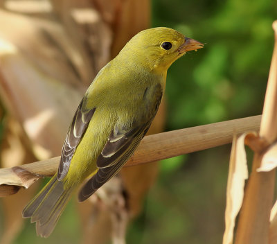 Scharlakanstangara  Scarlet Tanager  Piranga olivacea