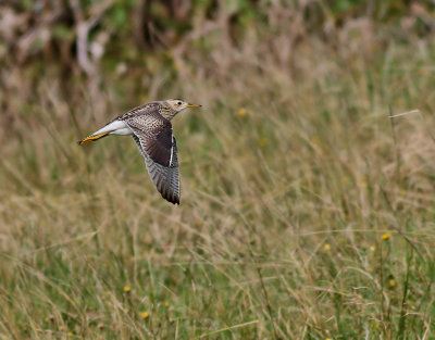 Piparsnppa   Upland Sandpiper  Bartramia longicauda