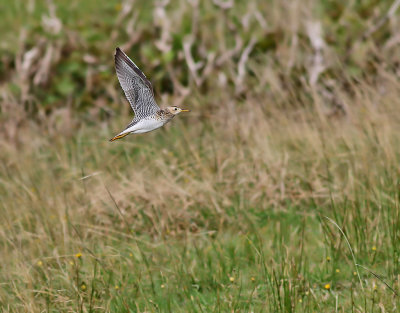 Piparsnppa   Upland Sandpiper  Bartramia longicauda