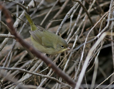 Gulhake  Common Yellowthroat  Geothlypis trichas