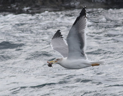 Medelhavstrut  Yellow-legged Gull  Larus michahellis atlantis 