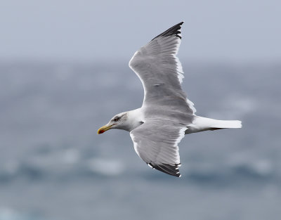 Medelhavstrut  Larus michahellis atlantis  Yellow-legged Gull