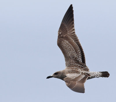 Medelhavstrut  Yellow-legged Gull  Larus michahellis atlantis 