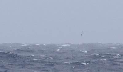 Atlantpetrell  Feas Petrel  Pterodroma feae