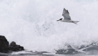 Fisktrna  Common Tern  Sterna hirundo