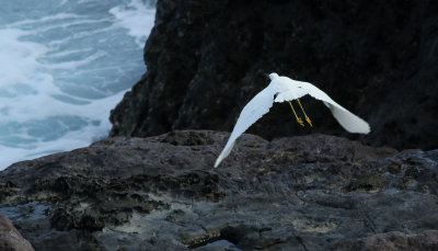 Snhger  Snowy Egret  Egretta thula