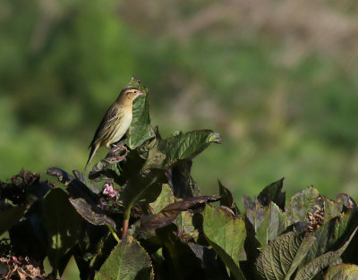 Bobolink  Dolichonyx oryzivorus