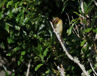 Bobolink  Dolichonyx oryzivorus