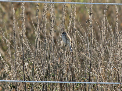 Tundrasparv <br> American Tree Sparrow <br> Spizelloides arborea