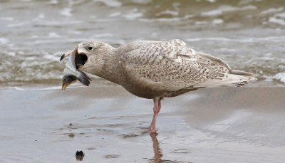 Vittrut  Glaucous Gull  Larus hyperboreus