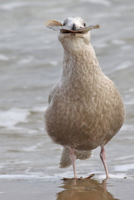 Vittrut  Glaucous Gull  Larus hyperboreus