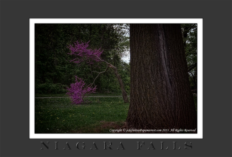 2013 - Cercis canadensis L. (redbud tree) - Niagara Falls, Ontario - Canada