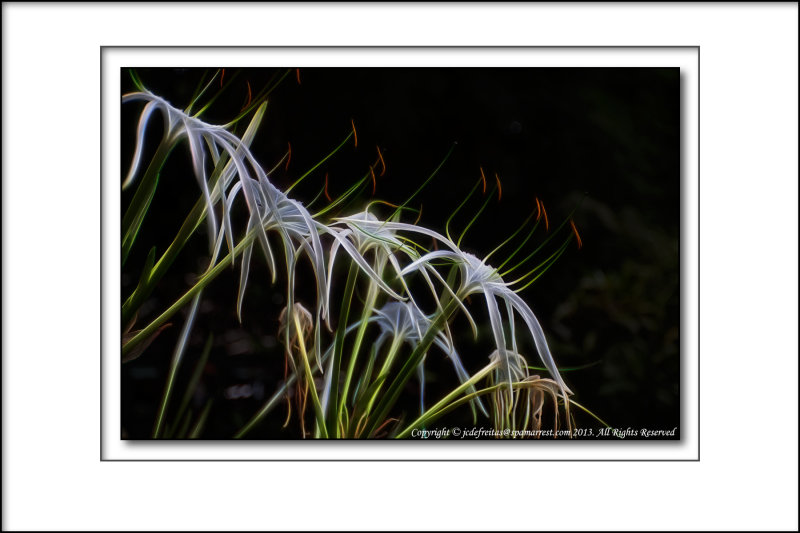 2013 - Hymenocallis, Jardim Municipal - Funchal, Madeira - Portugal