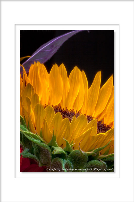 2011 - The Sunflower