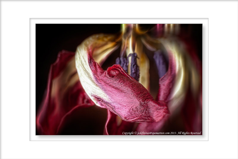 2013 - Dead Tulip (Macro)