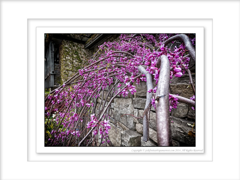 2014 - Eastern Redbud, Edwards Garden - Toronto, Ontario - Canada