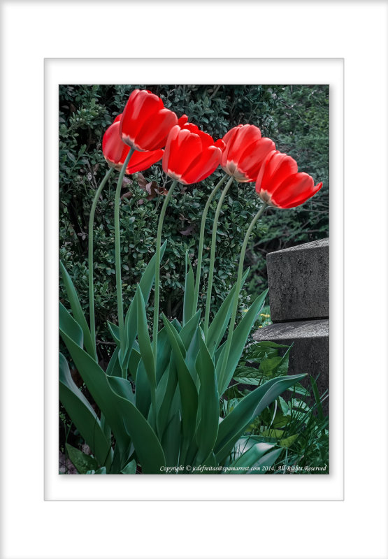 2014 - Tulips - Toronto, Ontario - Canada