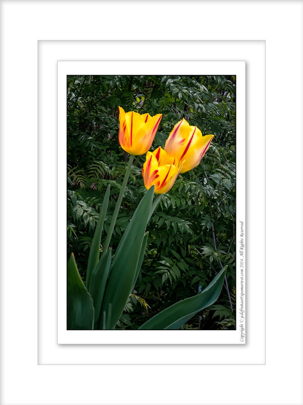 2014 - Tulips, Edwards Garden - Toronto, Ontario - Canada