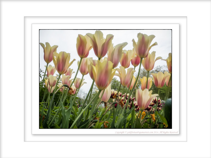 2014 - Tulips, Edwards Garden - Toronto, Ontario - Canada